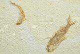 Limestone with Two Fossil Fish (Knightia) - Wyoming #363822-1